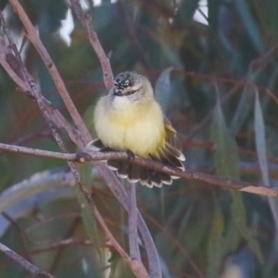 Acanthiza chrysorrhoa (Yellow-rumped Thornbill) at Symonston, ACT - 17 Jun 2023 by RodDeb