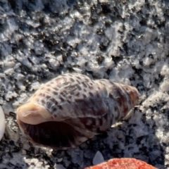 Cominella lineolata at Lilli Pilli, NSW - 16 Jun 2023 02:30 PM
