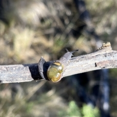 Helicarion cuvieri at Rendezvous Creek, ACT - 11 Jun 2023