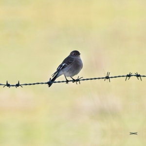 Petroica phoenicea at Molonglo Valley, ACT - 17 Jun 2023