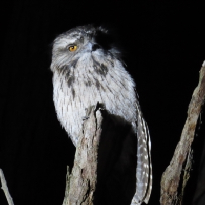 Podargus strigoides (Tawny Frogmouth) at Acton, ACT - 17 Jun 2023 by TomW