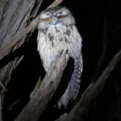 Podargus strigoides at Acton, ACT - 17 Jun 2023