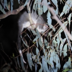 Pseudocheirus peregrinus (Common Ringtail Possum) at Acton, ACT - 17 Jun 2023 by TomW