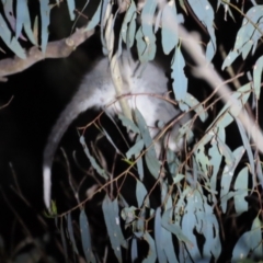 Pseudocheirus peregrinus at Acton, ACT - 17 Jun 2023