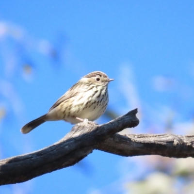 Pyrrholaemus sagittatus (Speckled Warbler) at Mulligans Flat - 17 Jun 2023 by TomW