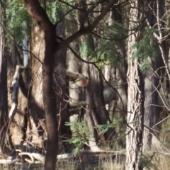 Petroica boodang (Scarlet Robin) at Forde, ACT - 17 Jun 2023 by TomW