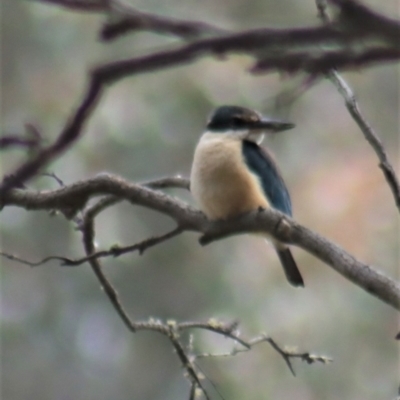 Todiramphus sanctus (Sacred Kingfisher) at Gundaroo, NSW - 22 Nov 2021 by Gunyijan