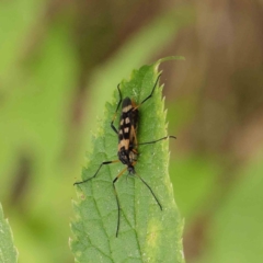 Gynoplistia (Gynoplistia) bella (A crane fly) at Turner, ACT - 6 Apr 2023 by ConBoekel