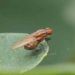 Sapromyza brunneovittata at Turner, ACT - 6 Apr 2023