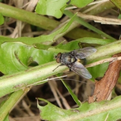 Calliphora sp. (genus) (Unidentified blowfly) at Haig Park - 6 Apr 2023 by ConBoekel