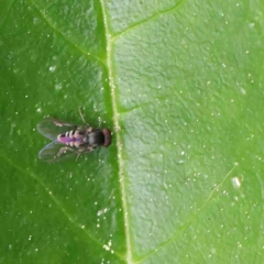 Platypezidae (family) (Unidentified platypezid fly) at Sullivans Creek, Turner - 6 Apr 2023 by ConBoekel