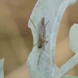 Chironomidae (family) at Turner, ACT - 6 Apr 2023