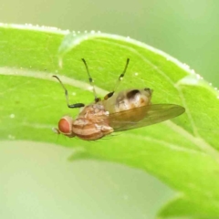 Sapromyza brunneovittata (A lauxid fly) at Turner, ACT - 6 Apr 2023 by ConBoekel