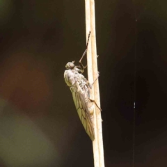 Chiromyza sp. (genus) (A soldier fly) at Haig Park - 6 Apr 2023 by ConBoekel