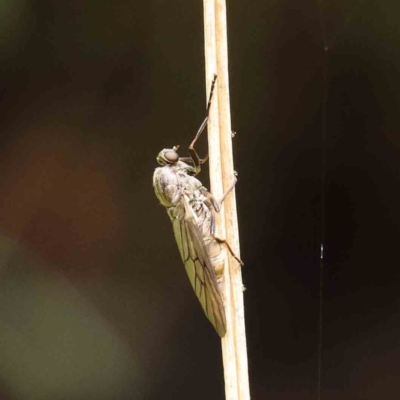 Chiromyza sp. (genus) (A soldier fly) at Sullivans Creek, Turner - 6 Apr 2023 by ConBoekel