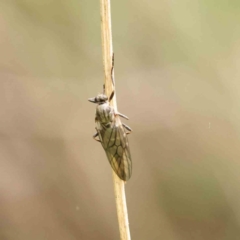 Chiromyza sp. (genus) at Turner, ACT - 6 Apr 2023