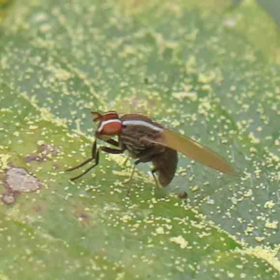 Poecilohetaerus sp. (genus) (Lauxaniid fly) at Turner, ACT - 6 Apr 2023 by ConBoekel