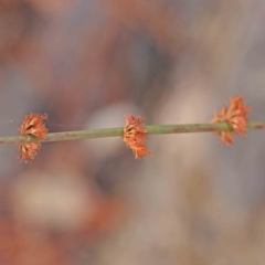 Rumex brownii (Slender Dock) at City Renewal Authority Area - 5 Apr 2023 by ConBoekel