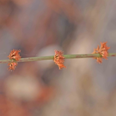 Rumex brownii (Slender Dock) at Haig Park - 5 Apr 2023 by ConBoekel