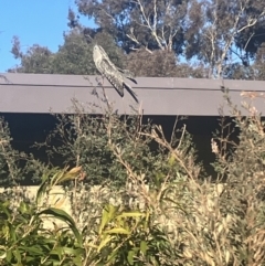 Podargus strigoides (Tawny Frogmouth) at Hughes, ACT - 17 Jun 2023 by KL