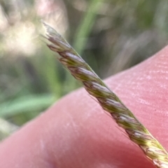 Chloris gayana (Rhodes Grass) at Kangaroo Valley, NSW - 18 Jun 2023 by lbradley