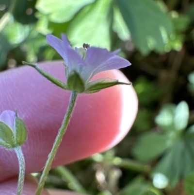 Geranium homeanum (Rainforest Crane's-bill) at Kangaroo Valley, NSW - 18 Jun 2023 by lbradley