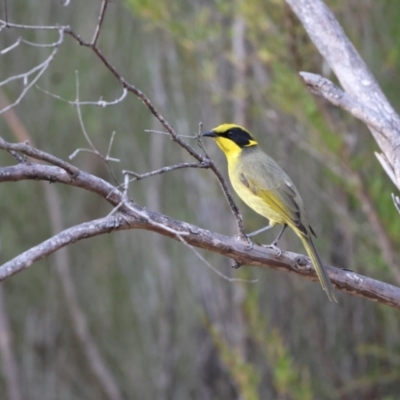 Lichenostomus melanops (Yellow-tufted Honeyeater) at Tennent, ACT - 4 Jun 2023 by Liam.m