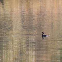 Biziura lobata (Musk Duck) at Googong Foreshore - 11 Jun 2023 by Liam.m