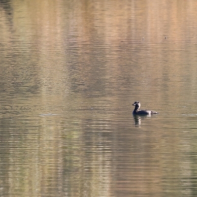 Biziura lobata (Musk Duck) at Burra, NSW - 11 Jun 2023 by Liam.m