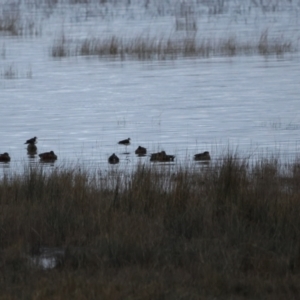 Himantopus leucocephalus at Lake George, NSW - suppressed