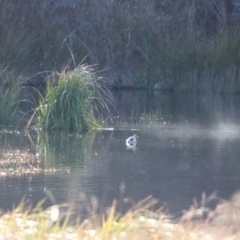 Poliocephalus poliocephalus (Hoary-headed Grebe) at Burra, NSW - 10 Jun 2023 by Liam.m