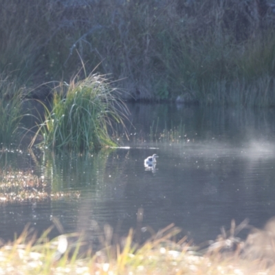 Poliocephalus poliocephalus (Hoary-headed Grebe) at Burra, NSW - 11 Jun 2023 by Liam.m