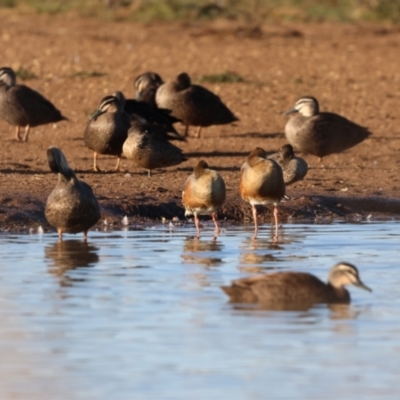 Dendrocygna eytoni (Plumed Whistling-Duck) at Bungendore, NSW - 18 Jun 2023 by Liam.m