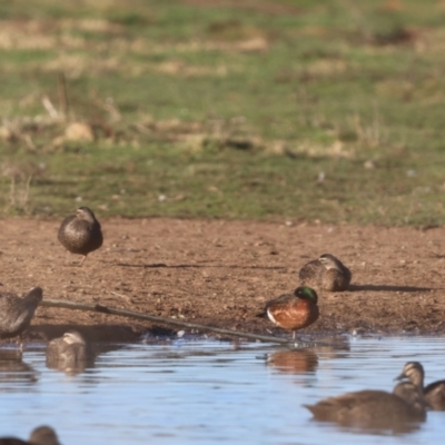 Anas castanea (Chestnut Teal) at Bungendore, NSW - 18 Jun 2023 by Liam.m