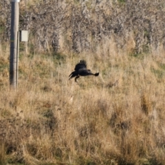 Aquila audax (Wedge-tailed Eagle) at Bungendore, NSW - 17 Jun 2023 by Liam.m