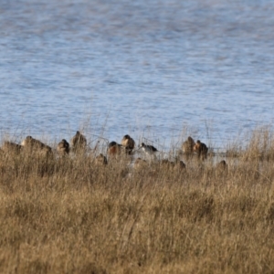 Himantopus leucocephalus at Lake George, NSW - 18 Jun 2023