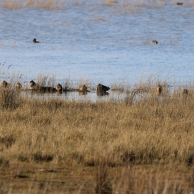 Stictonetta naevosa (Freckled Duck) at Lake George, NSW - 17 Jun 2023 by Liam.m