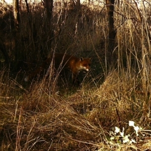 Vulpes vulpes at Kaleen, ACT - 18 Jun 2023 02:13 PM