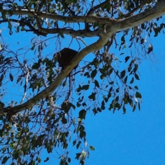 Grallina cyanoleuca (Magpie-lark) at Allan Gillies Park - 29 Oct 2022 by BJR