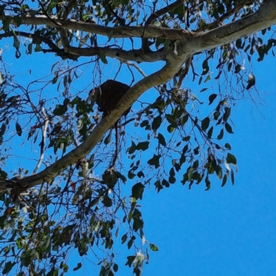 Grallina cyanoleuca (Magpie-lark) at Curtin, ACT - 29 Oct 2022 by BJR