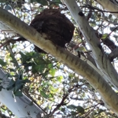 Grallina cyanoleuca at Curtin, ACT - 29 Oct 2022 02:05 PM