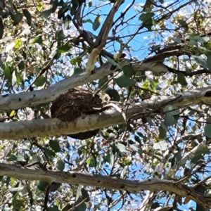 Grallina cyanoleuca at Curtin, ACT - 29 Oct 2022 02:05 PM