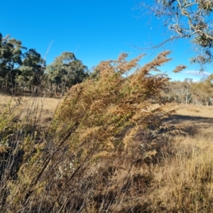 Cassinia sifton at Jerrabomberra, ACT - 18 Jun 2023