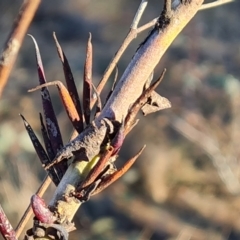 Terobiella sp. (genus) (A gall forming wasp) at Isaacs Ridge Offset Area - 18 Jun 2023 by Mike