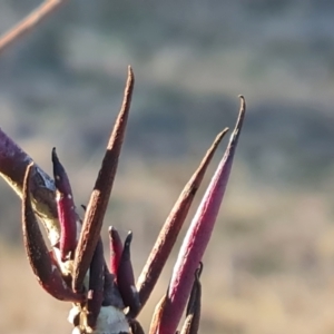 Terobiella sp. (genus) at Jerrabomberra, ACT - 18 Jun 2023