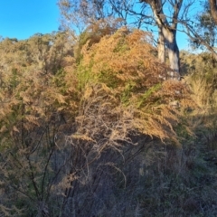 Cassinia sifton (Sifton Bush, Chinese Shrub) at Isaacs Ridge - 18 Jun 2023 by Mike