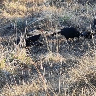 Corcorax melanorhamphos (White-winged Chough) at Isaacs, ACT - 18 Jun 2023 by Mike