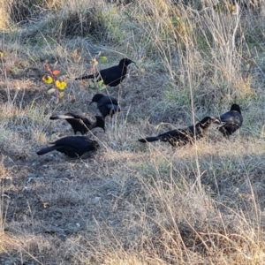 Corcorax melanorhamphos at Isaacs, ACT - 18 Jun 2023