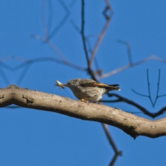 Daphoenositta chrysoptera (Varied Sittella) at Higgins, ACT - 18 Jun 2023 by MichaelWenke