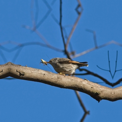 Daphoenositta chrysoptera (Varied Sittella) at Higgins Woodland - 18 Jun 2023 by MichaelWenke
